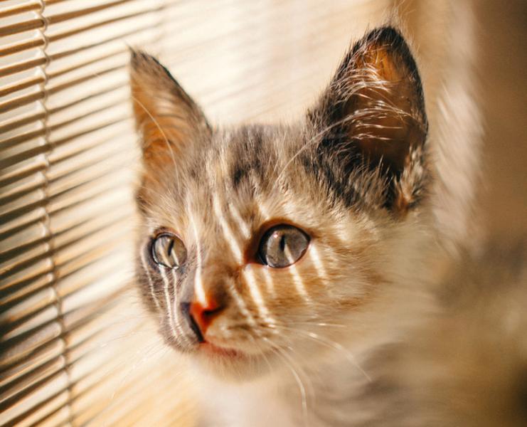 Kätzchen vor einem Fensterrollo